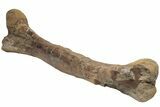 Fossil Hadrosaur (Edmontosaurus) Femur - South Dakota #211084-2